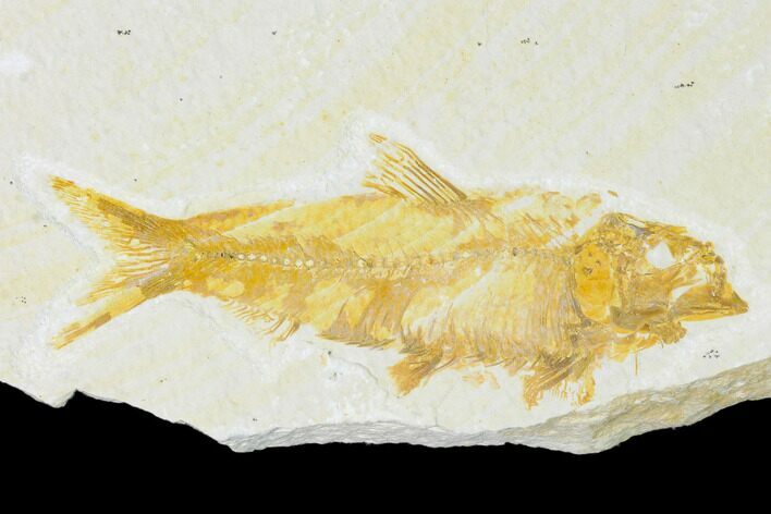 Fossil Fish (Knightia) - Wyoming #150373
